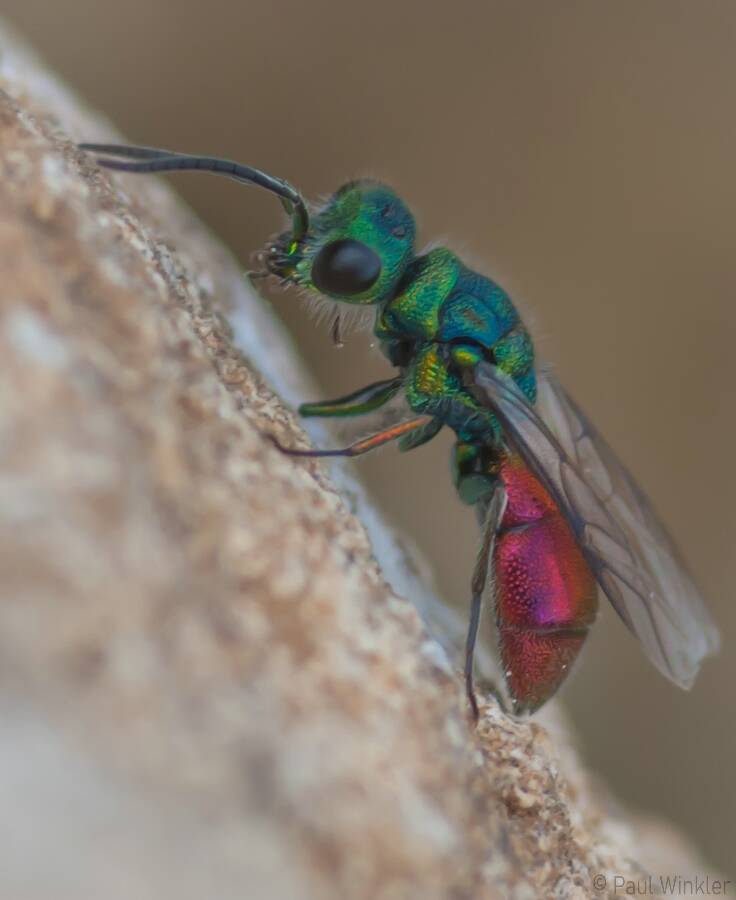 Chrysis ruddii