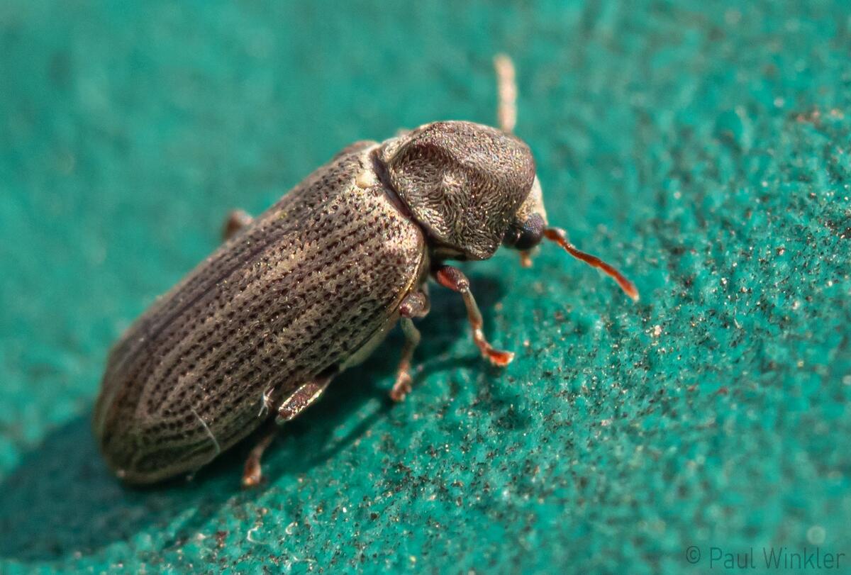 Anobium costatum  (Gerippter Pochkäfer)