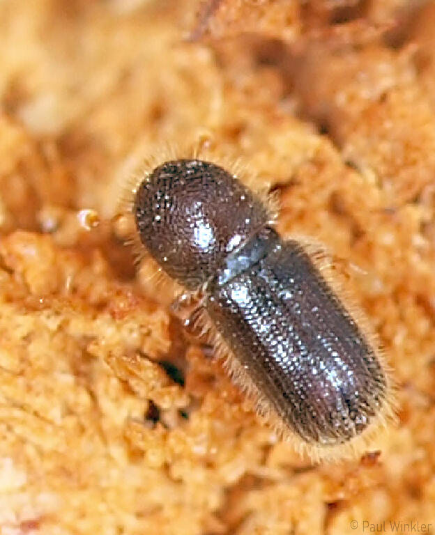 Taphorychus bicolor  (Kleiner Buchenborkenkäfer)