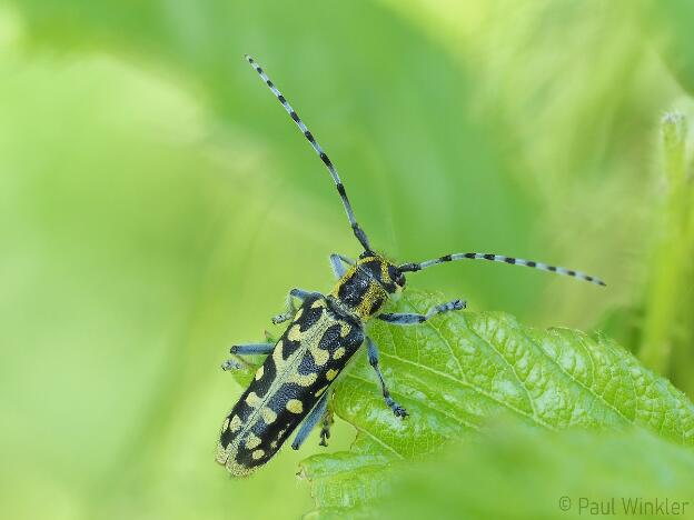 Saperda scalaris  (Leiterbock)