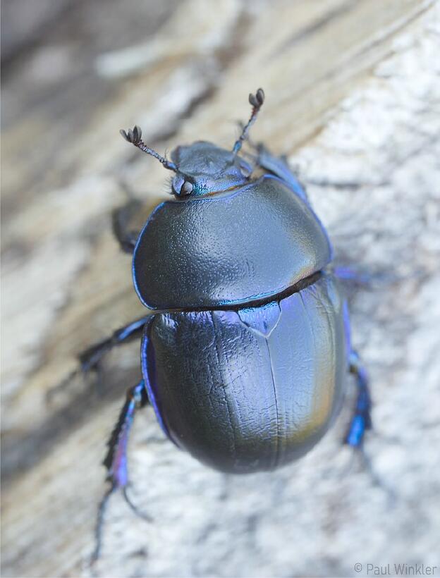 Trypocopris vernalis  (Frühlingsmistkäfer)