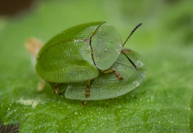 BaWü  2018  Mating