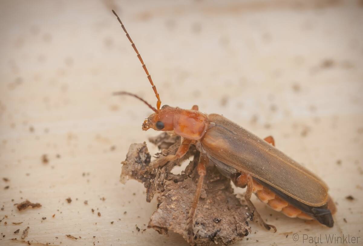 Cantharis rufa  (Roter Fliegenkäfer)