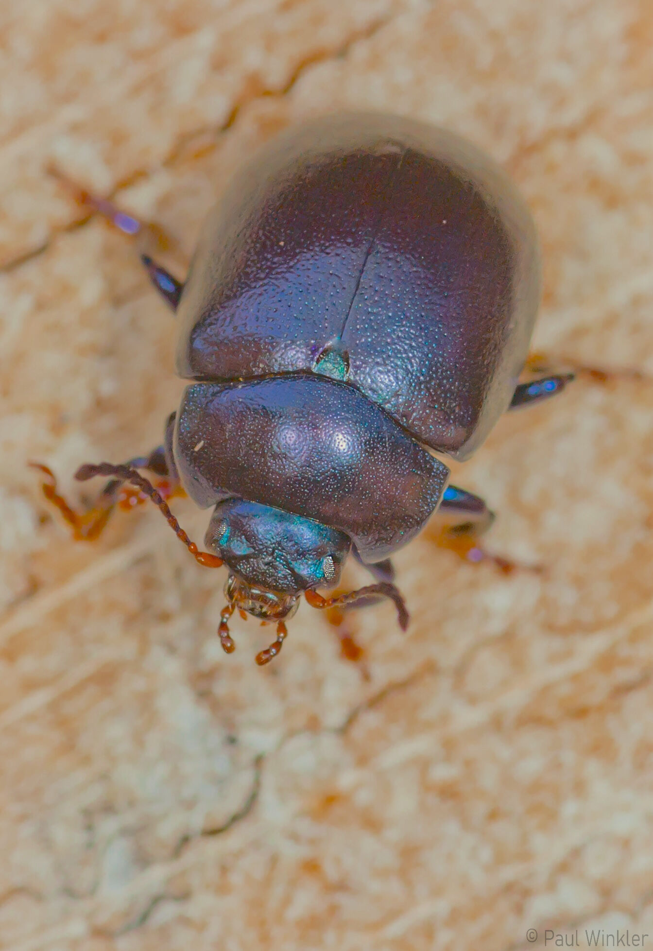 Chrysolina sturmi  (Violetter Gundermann-Blattkäfer)