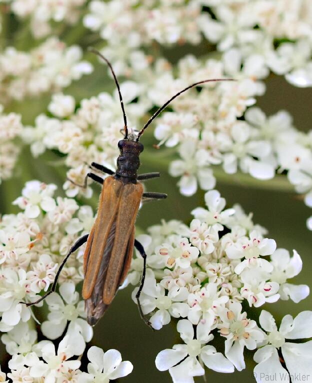 Oedemera femorata  (Gemeiner Scheinbockkäfer)