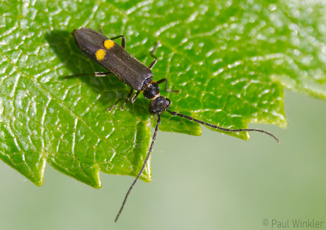 Malthodes marginatus  (Gerandeter Fliegenkäfer)