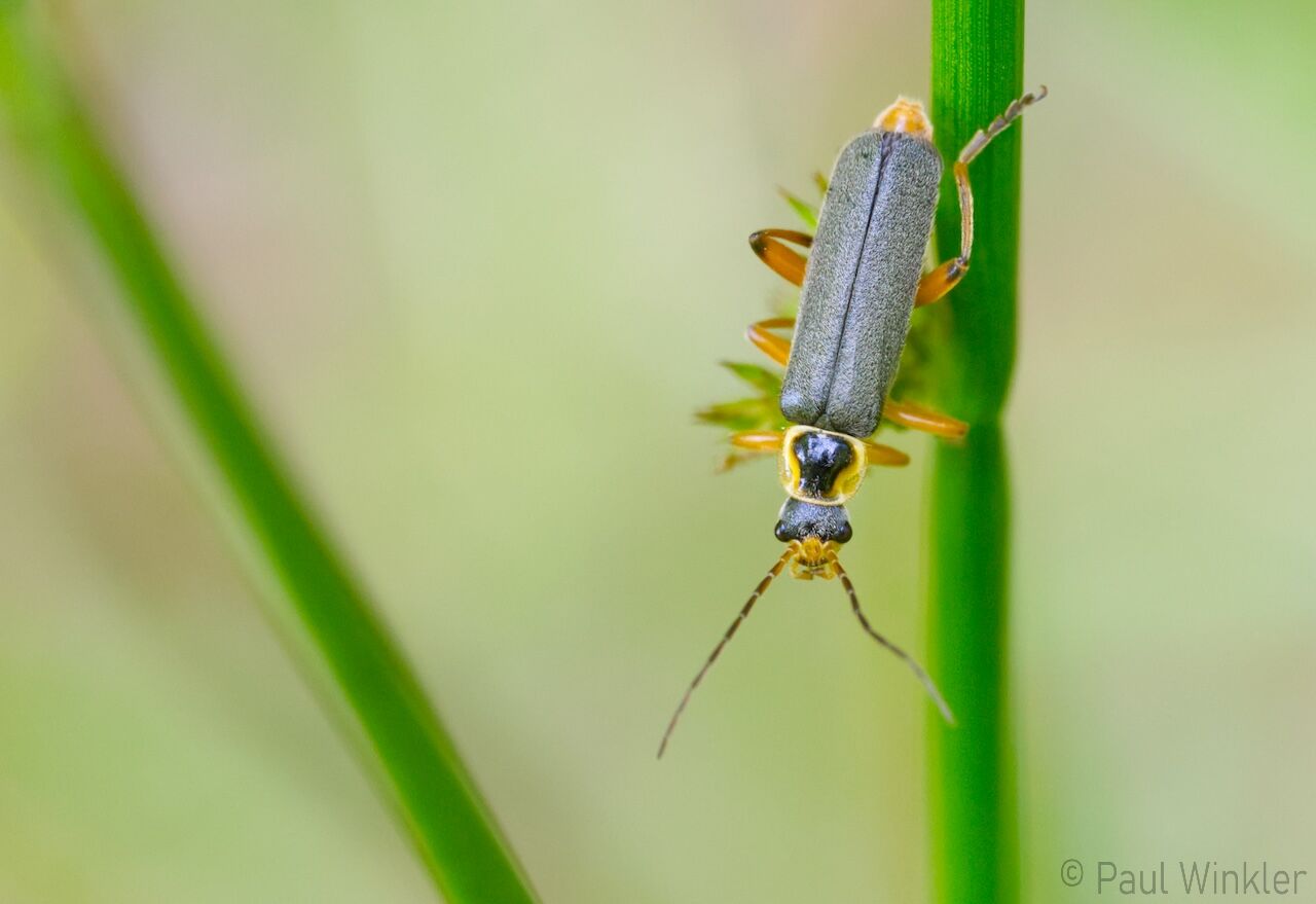 Cantharis nigricans  (Graugelber Weichkäfer)