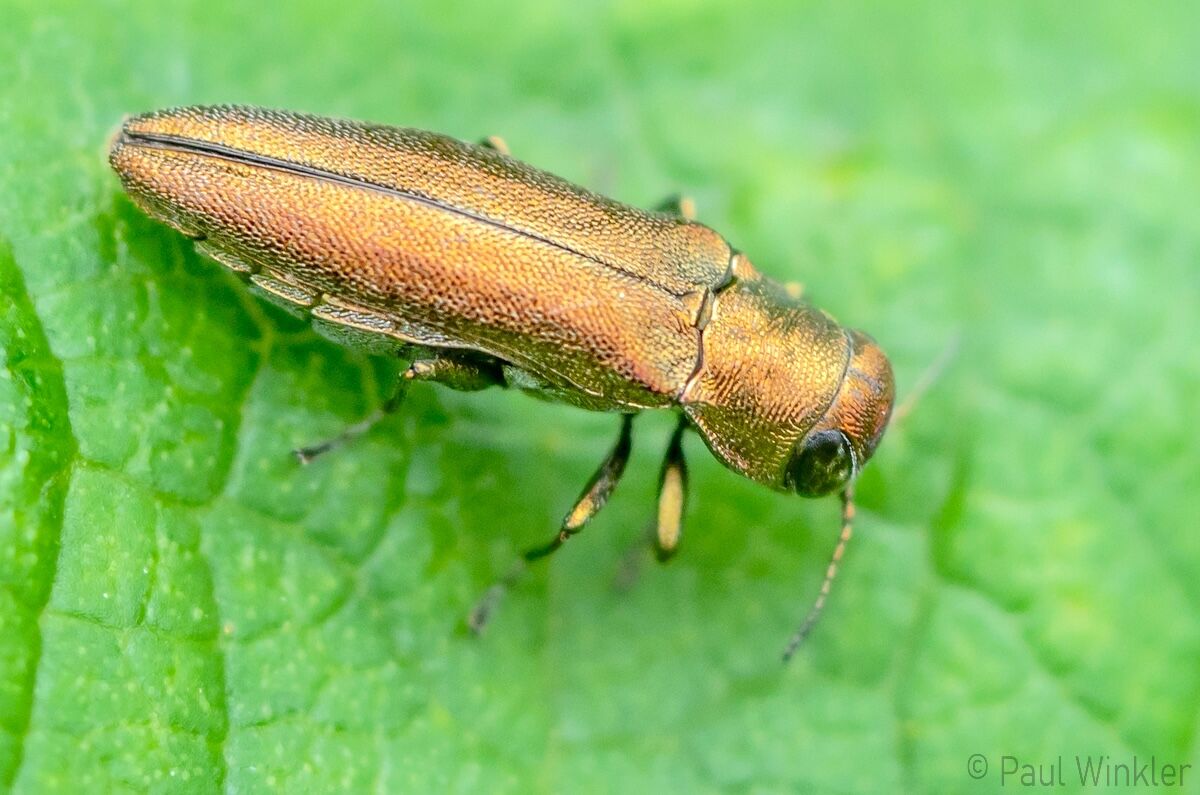Agrilus viridicaerulans rubi