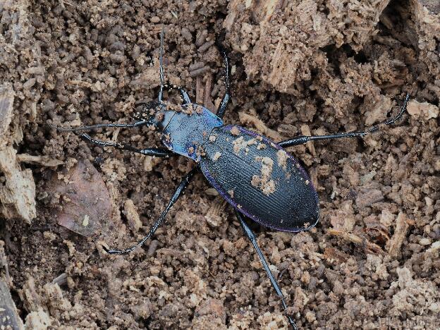 BaWü  2022 subspecies C. purpurascens