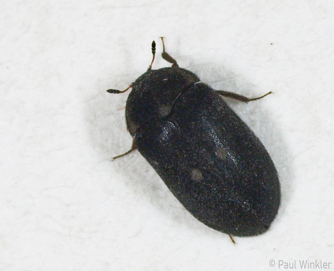 Attagenus pellio  (Gemeiner Pelzkäfer)