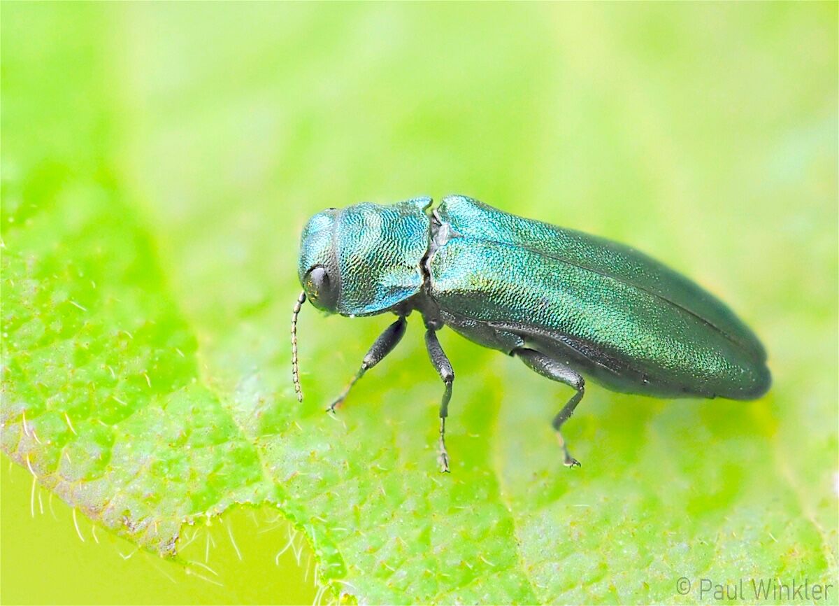 Agrilus cyanescens
