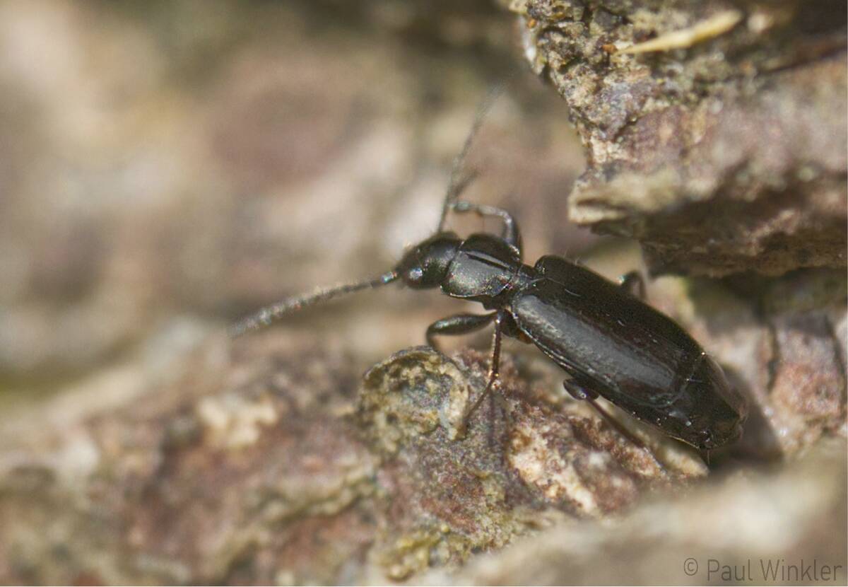 Microlestes minutulus