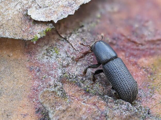 Hylastes ater  (Schwarzer Kiefernbastkäfer)