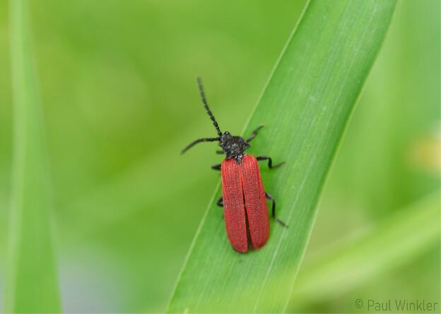 Pyropterus nigroruber