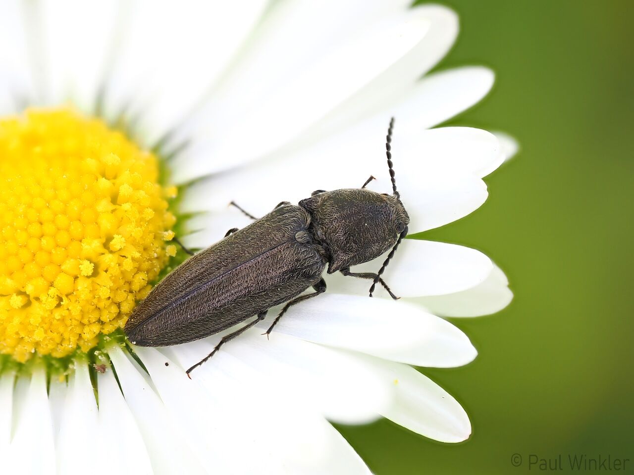 Cidnopus pilosus  (Behaarter Erzschnellkäfer)