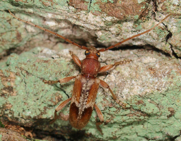 Trichoferus pallidus  (Bleicher Alteichen-Nachtbock)