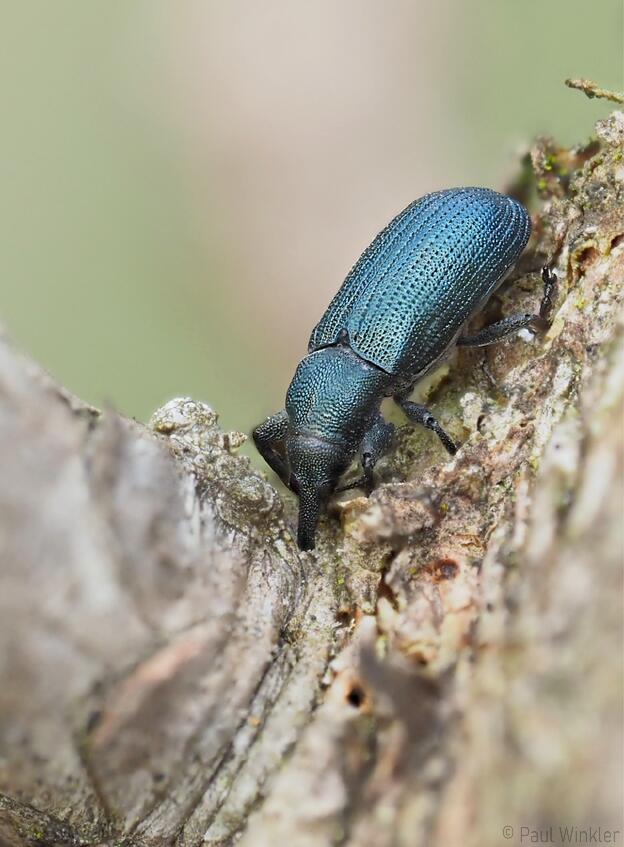 Magdalis phlegmatica  (Blauer Kieferntriebstecher)