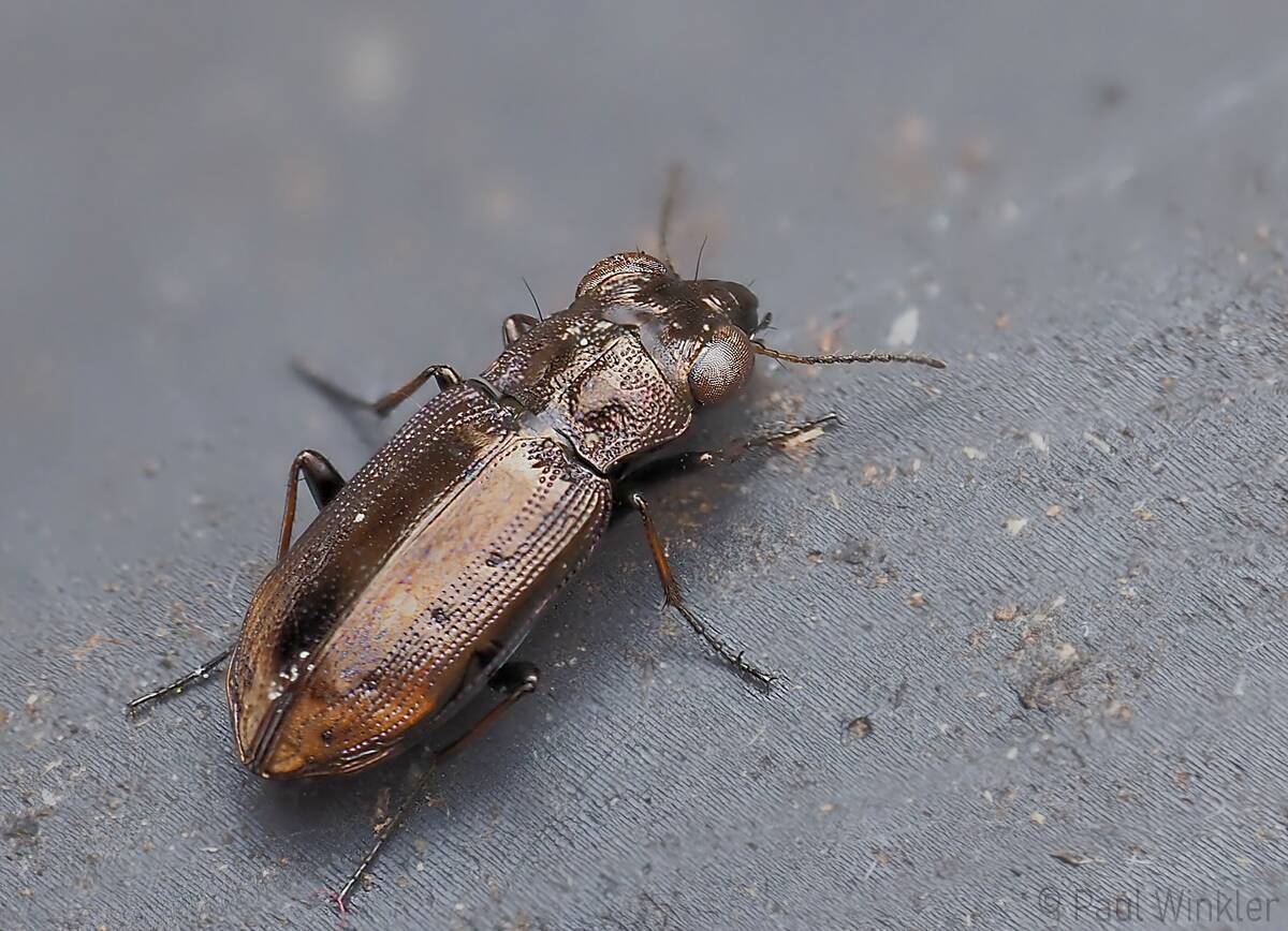 Notiophilus quadripunctatus