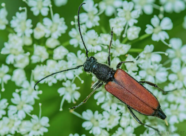 Anastrangalia dubia (Schwarzgesaumter Schmalbock)