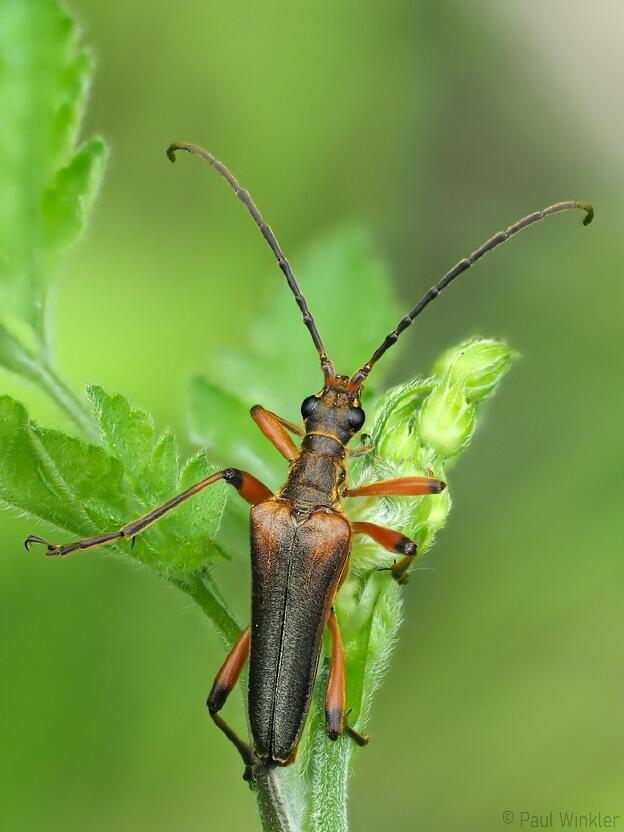 Stenocorus meridianus  (Variabler Stubbenbock)