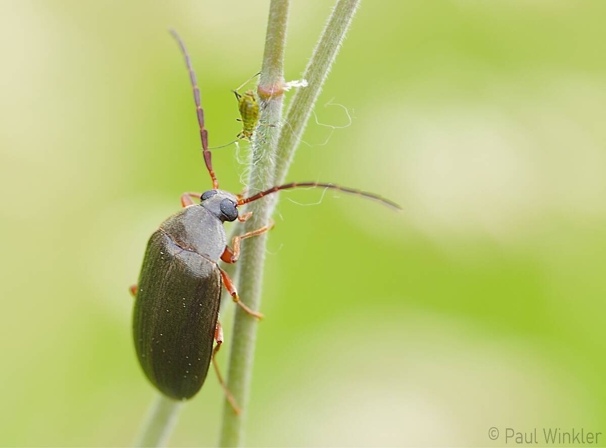 Hymenalia rufipes  (Rotbeiniger Pflanzenkäfer)