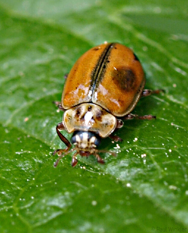 Aphidecta obliterata (Nadelbaum-Marienkäfer)