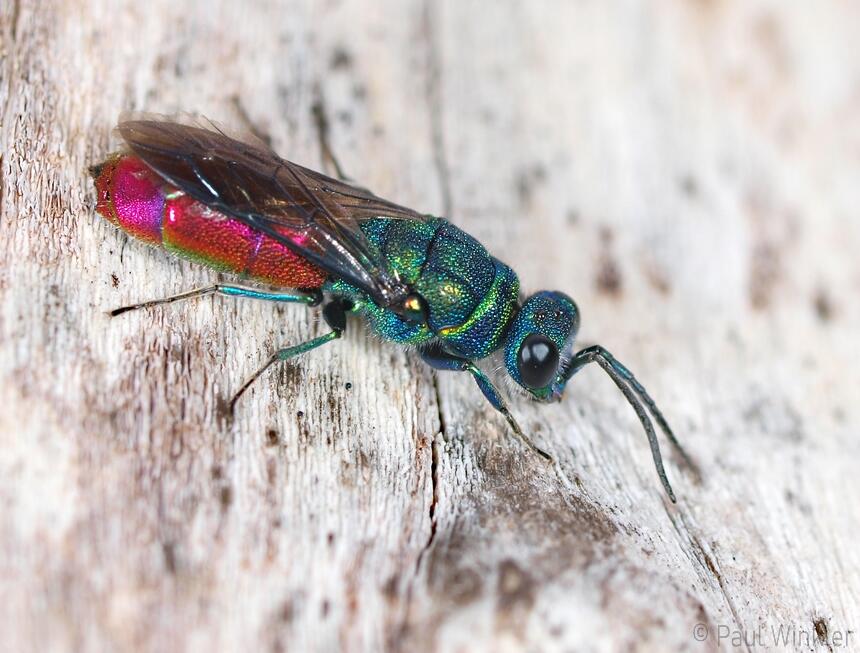 Chrysis longula