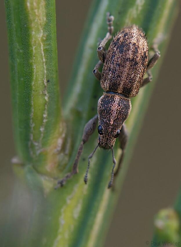 Sitona regensteinensis  (Langhaariger Ginster-Blattrandrüssler)