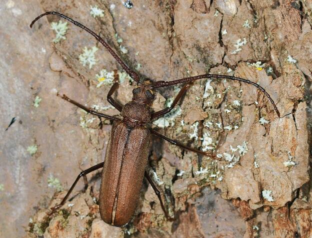 Aegosoma scabricorne  (Körnerbock)