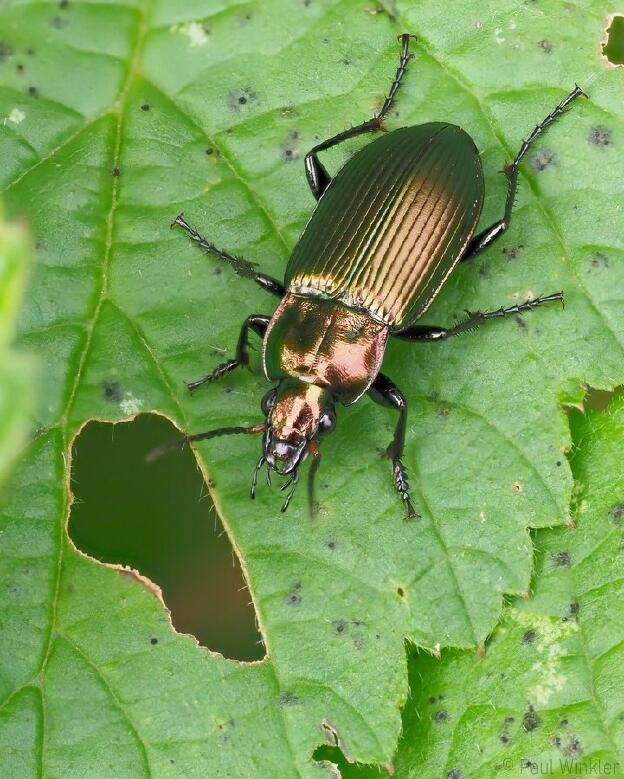 Poecilus cupreus