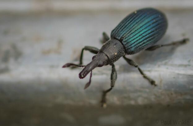 Perapion violaceum  (Veilchenblauer Sauerampfer-Spitzmausrüssler)