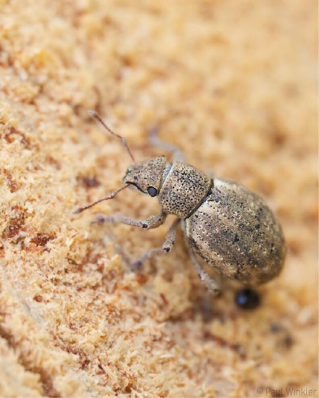 Strophsoma capitatum  (Baum-Trapezrüssler)