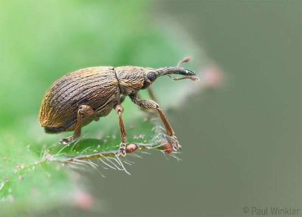 Trichopterapion holosericum  (Hainbuchen-Spitzmaulrüssler)