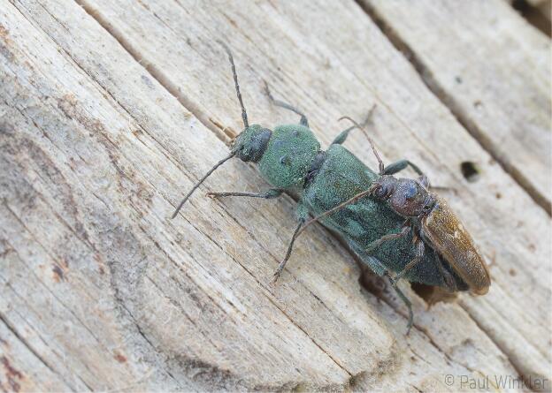 Hylotrupes bajulus (Hausbock)