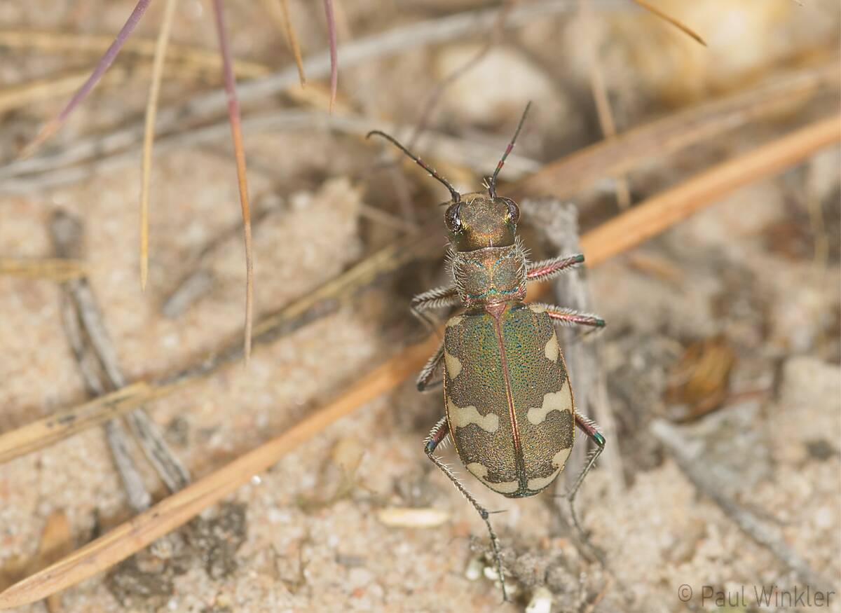 Cicindela hybrida  (Dünen-Sandlaufkäfer)