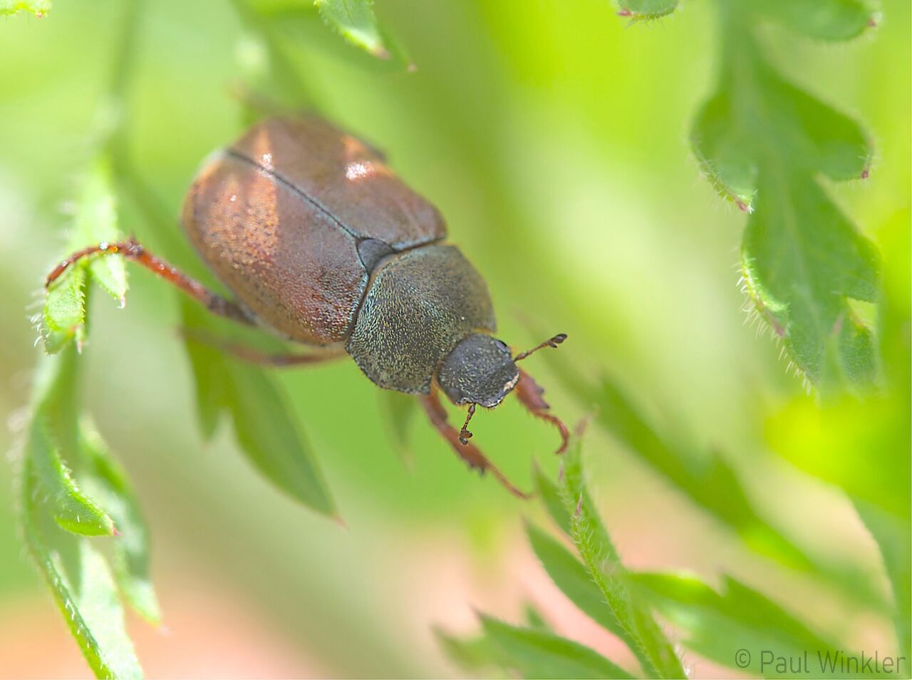 BaWü  2022  own garden
